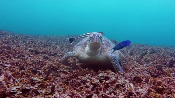 Sea Turtle Eating Corals
