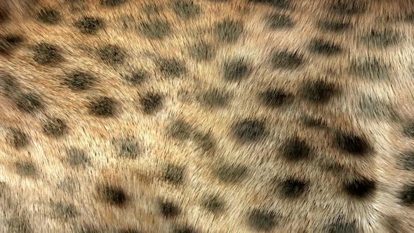 Cheetah Fur Background Hd