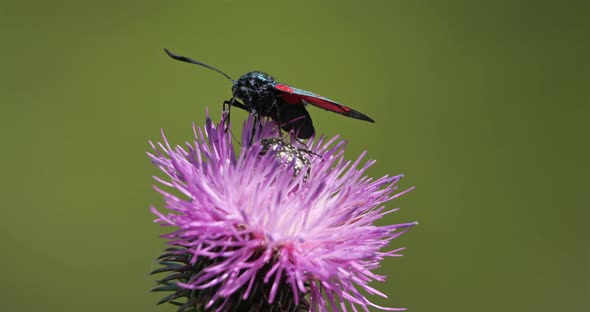 Zygaena lavandulae on a Thistle. Souther france, Occitanie. alt