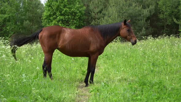 Summer, Horse, Meadow