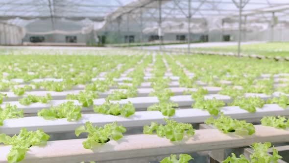 4k slow handheld green house vegetable growing in a hydroponic farm freshness and greenery healthy f alt