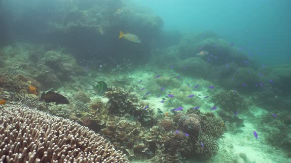Coral Reef with Fish Underwater. Camiguin, Philippines alt