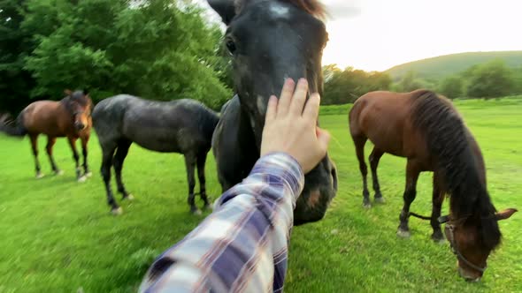 Male hand stroke face of brown chewing horse. Man touching horse head. Horse wagging its head alt