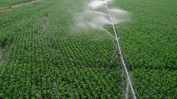 Irrigation of semi-cultivated crops.