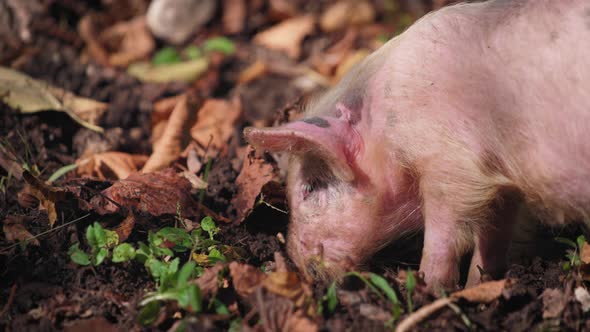 A piglet digging for food in the woods