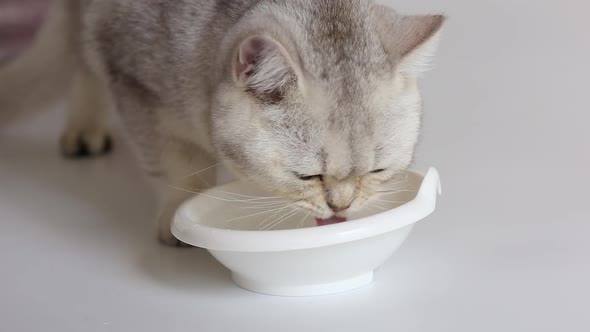 A Cute White British Cat Lapping Clean Water From a White Bowl