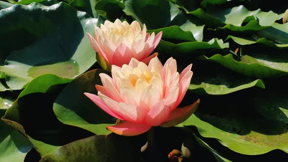 Natural background with blossoming lotus flowers on the lake surface, surrounded by big green leaves