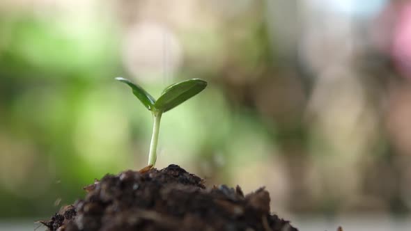 Seedling Watering In The Soil alt