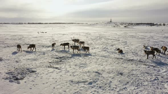 Deer Graze in the Snow