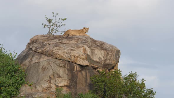 Male Lions on the rocks in Serengeti National Park Tanzania alt