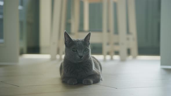 Grey Domestic Purebreed Cat Laying on the Floor Relaxing and Looking Around with Curiosity alt