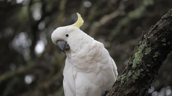 SLOW MOTION Sulphur Crested Cockatoo Perched Looks Curious alt
