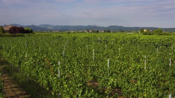 Close Flight Over the Vineyards of Italy Drone  Aerial