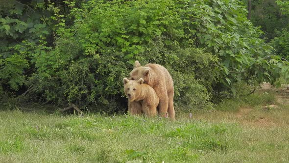 Wild Bears Mating in Natural Habitat Among The Trees In The Forest alt