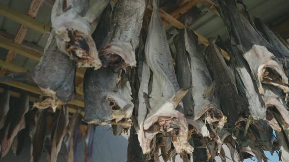 Cod hung out to dry to preserve the meat, traditional method, delicacy alt