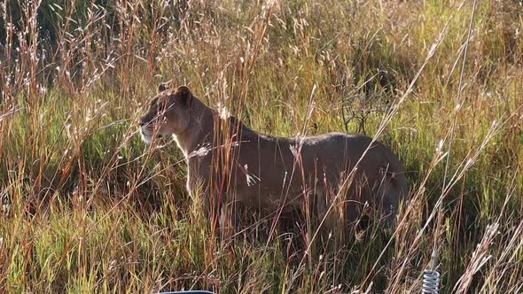 African lioness stands in tall grass meters in front of safari truck alt