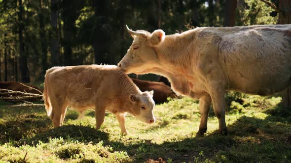 BEAUTIFUL Highland Cow Licking Young Calf in Forest Among Other Cattle alt