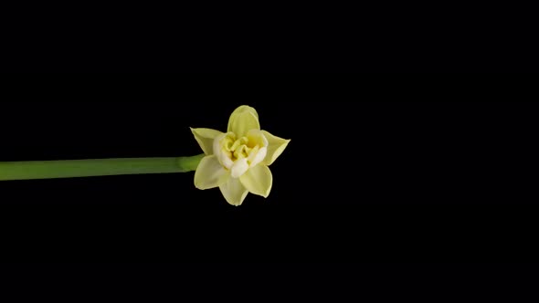 Timelapse of Growing White Daffodils or Narcissus Flower Spring Daffodils Blooming on Black