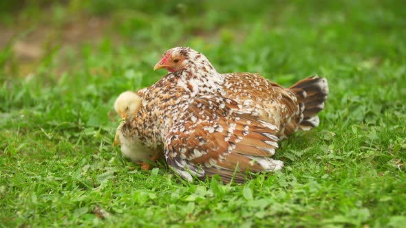 Chicken with Chickens alt