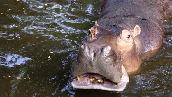 hippopotamus in the river