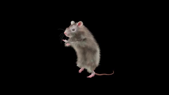 Rat Dancing Hd, Motion Graphics | VideoHive