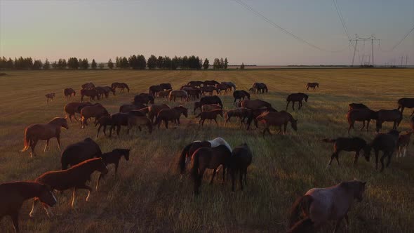 Herd of Horses on Grazing Lands at Sunset Aerial View alt
