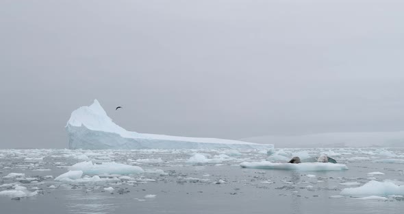 SLO MO MS Iceberg and ice floes on water near Torgersen Island / Antarctic Peninsula, Antarctica