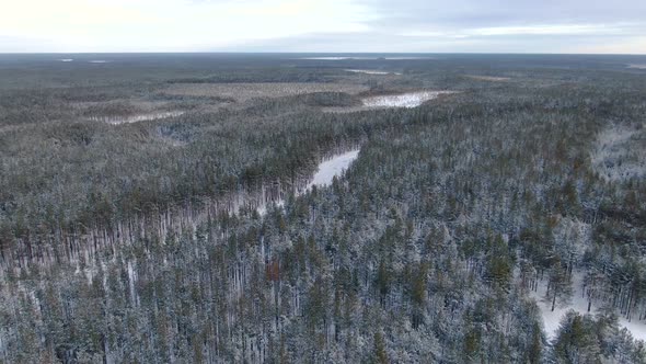 Flight Over a Taiga Forest in Winter