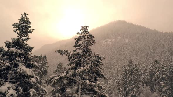 Panning pine trees covered in snow with sun shining over forest alt
