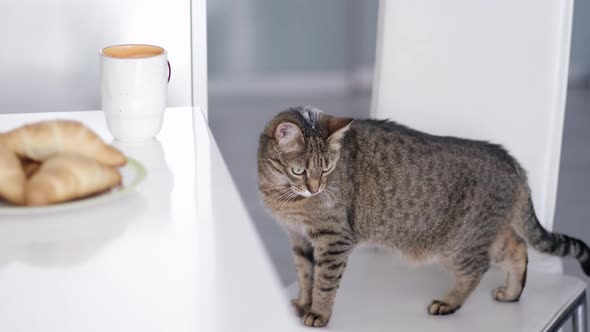 Striped Domestic Cat Stays on White Chair on Kitchen at Home alt