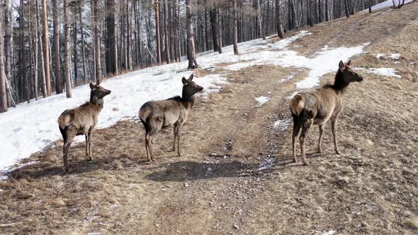 A Family of Wild Marals on a Forest Trail alt