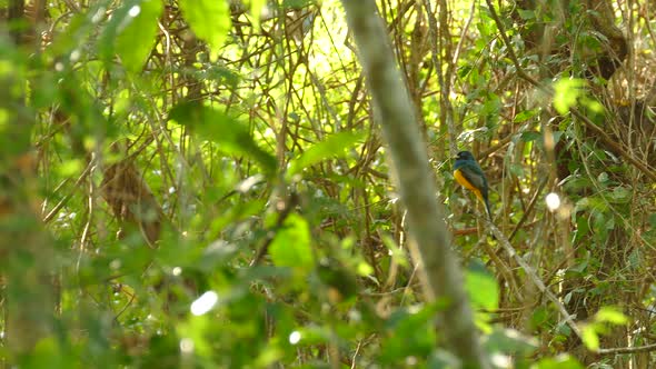 Panning realtime footage of untouched rainforest growth in Panama, showing a beautiful blue and gold alt