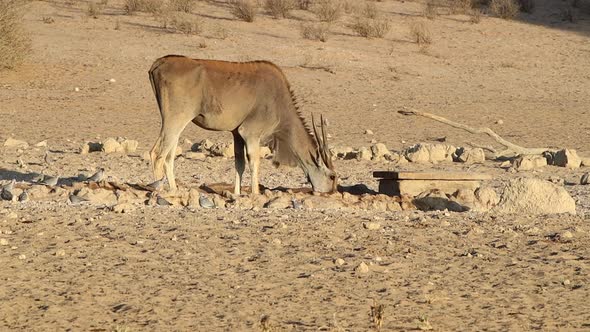 Golden Eland antelope drinks at a watering hole in Kalahari Desert alt