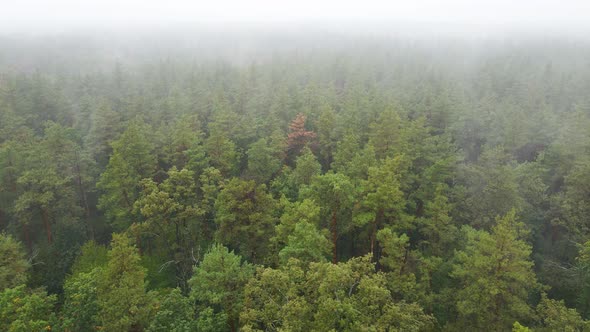 Forest in Fog in Rainy Autumn Weather. Ukraine. Aerial View, Slow Motion alt