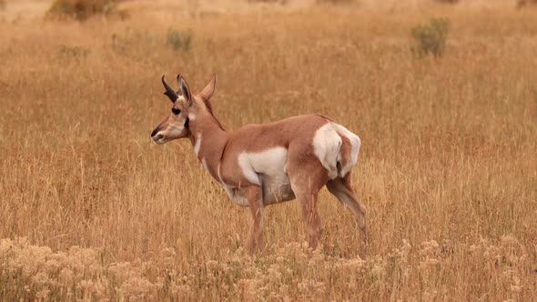 Pronghorn in Yellowstone National Park alt