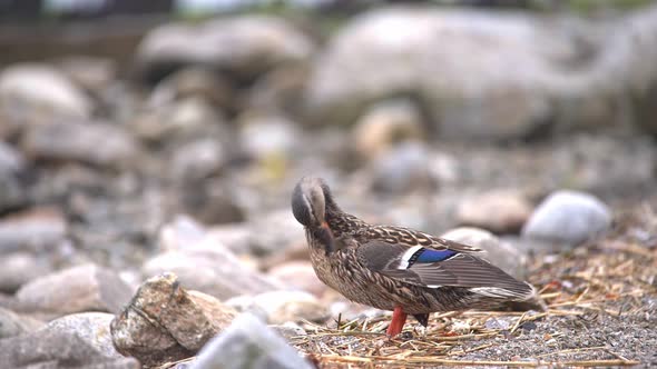 Female duck cleaning her feathers after returning from water