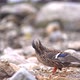 Female duck cleaning her feathers after returning from water - VideoHive Item for Sale