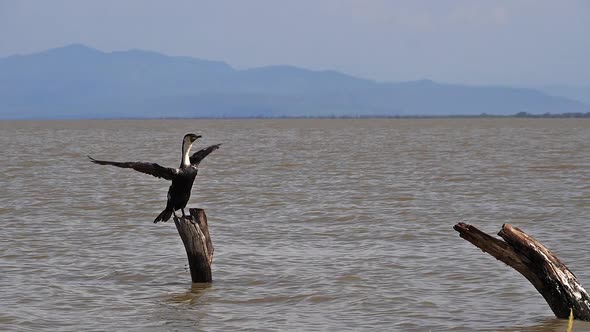White-Breated Cormorant, phalacrocorax carbo lucidus, Adult taking off, in Flight alt