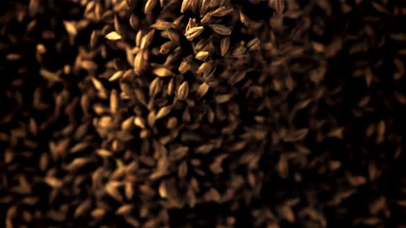 Super Slow Motion a Bunch of Rye Grains Go Up alt