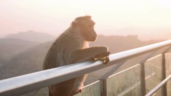 Baboon Monkey Refuses To Eat Banana at Touristic Place