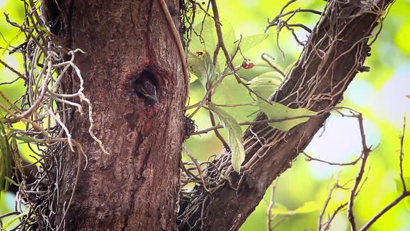 Black-rumped flameback in Bardia national park, Nepal alt