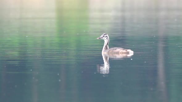 The great crested grebe (Podiceps cristatus) babys alt