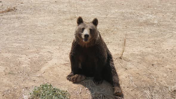 One Big Brown Bear Is Waiting for Food in a Zoo on a Sandy Beach in Summer 