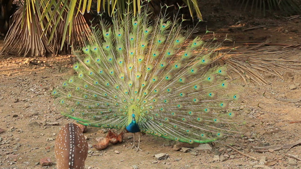 Peacock and His Beautiful Tail