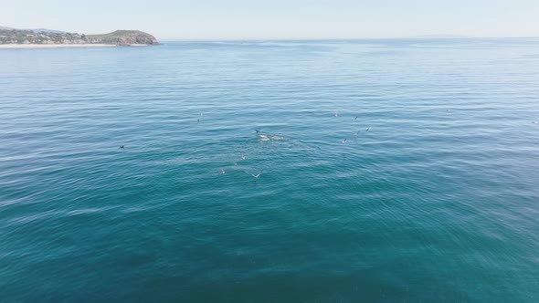 Dolphins and Fur Seals During Fishing with Albatrosses and Pelicans Flying Above alt