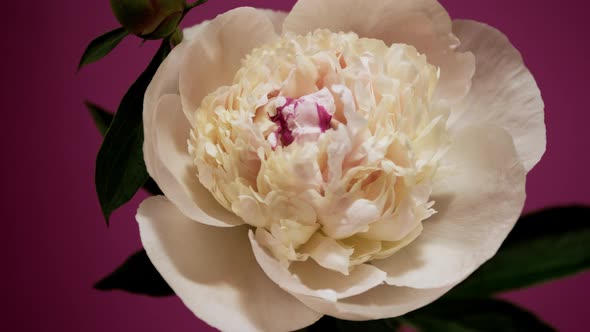 Beautiful White Pink Peony Opening Timelapse Blossom From Bud To Big Flower alt