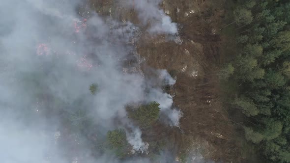 Deforestation Forest From Height Fog and Smoke Flight Over Forest Cutting Bonfires in the Forest alt