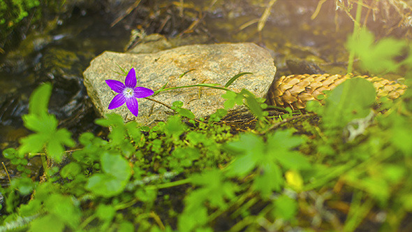 Flower with River in Background Time Lapse 4K 