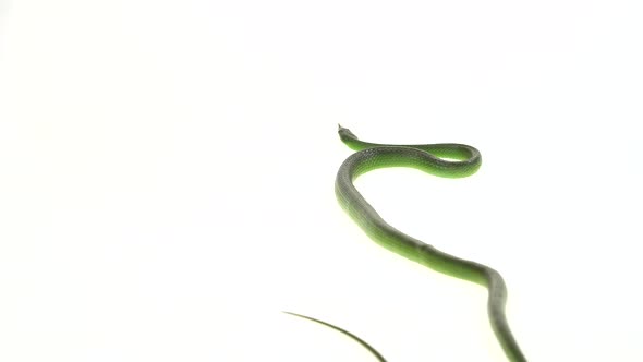 Rhinoceros Ratsnake or Rhynchophis Boulengeri. Also Known As Rhinoceros Snake, Rhino Rat Snake alt