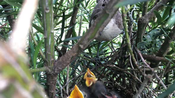 Hungry Hatchlings Of A Chalk-browed Mockingbird On Nest Open Mouth For Food - close up, high angle alt